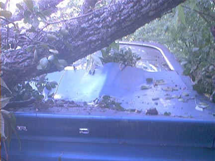 Hit By Tree While Awaiting Restoration