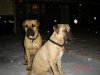 thepups2.jpg
