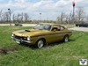 4th_meet_gold_comet_front_grass_copy_original.jpg