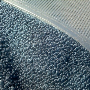 Maverick Carpet Closeup